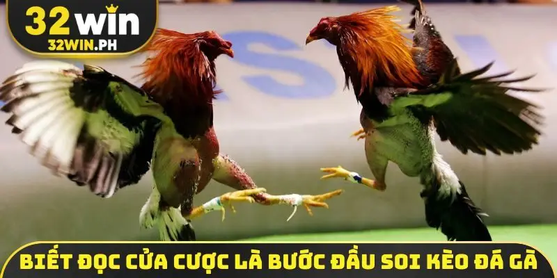 Soi Kèo Đá Gà - 4 Bí Kíp Bắt Độ Bách Chiến Bách Thắng Biết đọc cửa cược là bước đầu soi kèo đá gà