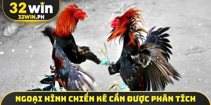 Soi Kèo Đá Gà - 4 Bí Kíp Bắt Độ Bách Chiến Bách Thắng Ngoại hình chiến kê cần được phân tích cặn kẽ